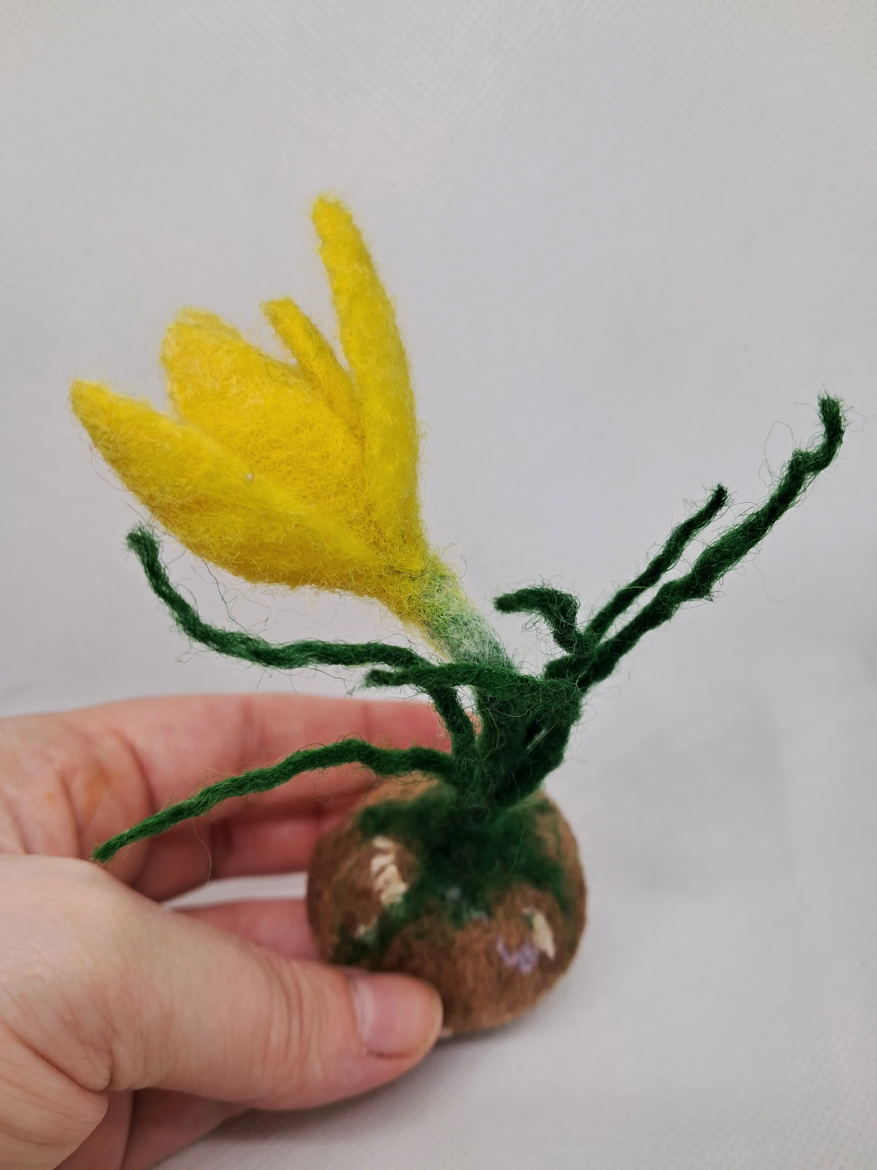 Жълт минзухар – thumbnail 4