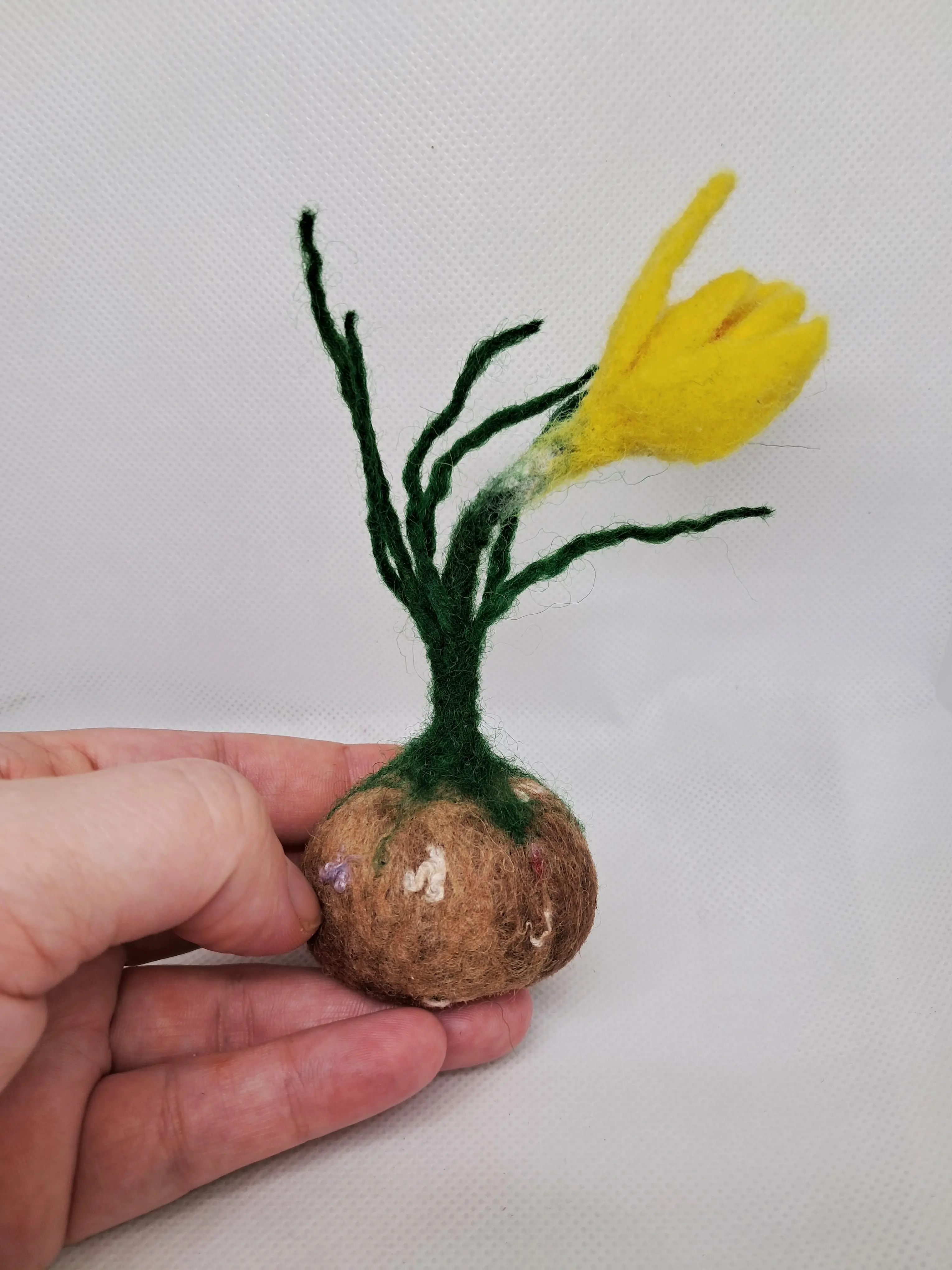 Жълт минзухар – thumbnail 3